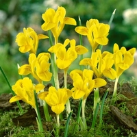 Iris Danfordiae - Iris Bulbs