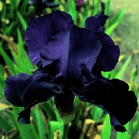 Iris Germanica Collection - Iris Bulbs