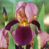 Iris Germanica 