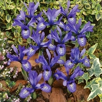 Iris Lady Beatrix Stanley - Iris Bulbs