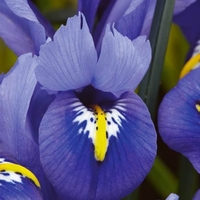 Iris Reticulata 