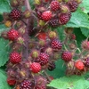 Japanese Wineberry (rubus Phoenicolasius) X3