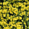 Jasminum Nudiflorum - Winter Jasmine- Shrub