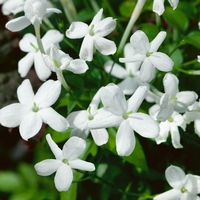 Jasminum Officinale 9cm Potted Shrub