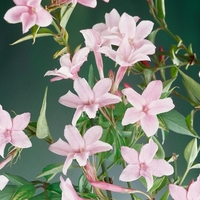 Jasminum Stephanense 9cm Potted Shrub