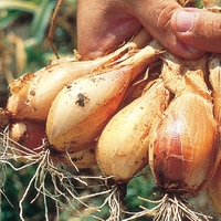 Jermor Shallot Sets