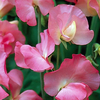 Jewel - Sweet Pea Seeds
