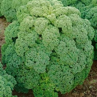 Kale Afro - Dwarf Green Curled X 16 Plants