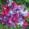 Keith Hammett Sweet Pea Plants Selection -fairy Tale Mix