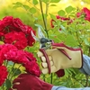Kent & Stowe - Rose Secateurs
