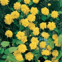 Kerria Japonica Pleniflora- 3ltr Shrub