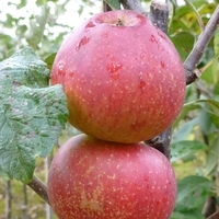 Kidds Orange Red Bare Root Apple Tree