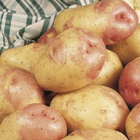 King Edward Seed Potatoes