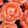 Lady Marmalade (rose Of The Year 2014) -bare Root