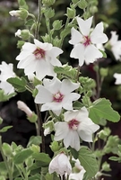 Lavatera Plants Collection - Shrubs