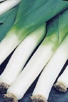 Leek Neptune-plants