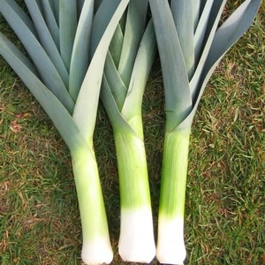 Leek Seeds - Apollo
