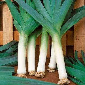 Leek Seeds - Blauwegroene Winter Bandit