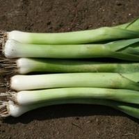 Leek Seeds - Zermatt (baby Leek)