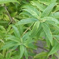Lemon Verbena- Plants