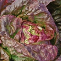 Lettuce Marvel Of Four Seasons X24 Plants