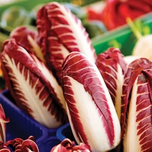 Lettuce Radicchio Trevi-plants X24