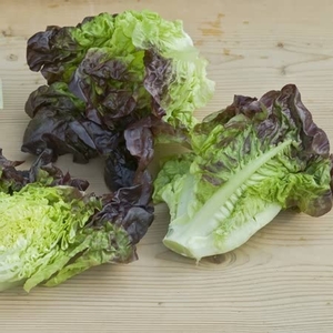 Lettuce Seeds - Amaze
