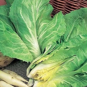 Lettuce Sugar Loaf Chicory-plants X24