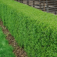 Ligustrum Ovalifolium-privet-hedge