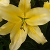 Lily Big Brother - Lily Bulbs