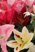 Lily Fragrant Mix - Bulbs