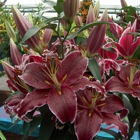 Lily Fragrant Sixth Sense Bulbs