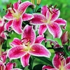 Lily Fragrant Stargazer - Bulbs