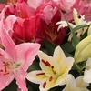 Lily Mixed- Lily Bulbs