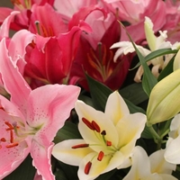 Lily Mixed- Lily Bulbs
