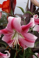 Lily Skyscraper Anastasia - Bulbs