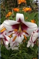 Lily Skyscraper Frisco - Bulbs