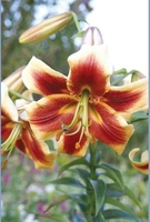 Lily Skyscraper Red Morning - Bulbs