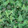 Lippia Dulcis Colada 3x Plants