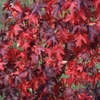 Liquidamber Styraciflua - Smoke Gum - Tree