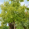 Liriodendron Tulipifera - Tulip Tree