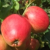 Little Pax Apple Tree
