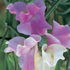 Lively Lassie - Sweet Pea Seeds