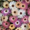 Livingstone Daisy -dorotheanthus 