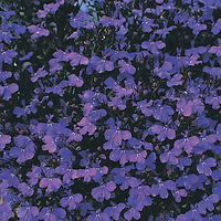Lobelia Crystal Palace - Plants