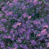 Lobelia Crystal Palace - Seeds