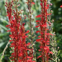 Lobelia Fulgens Queen Victoria 1ltr Pot Plant