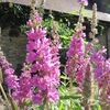 Lythrum Salicaria - Purple Loosestrife 1ltr Pot Plant