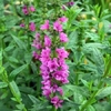 Lythrum Salicaria - Purple Loosestrife 3x Young Pond Plants