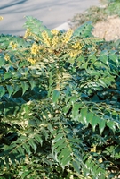 Mahonia X Media 